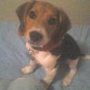 ES UN PERRITO  MUY OBEDIENTE Y ME QUIERE MUCHO¡